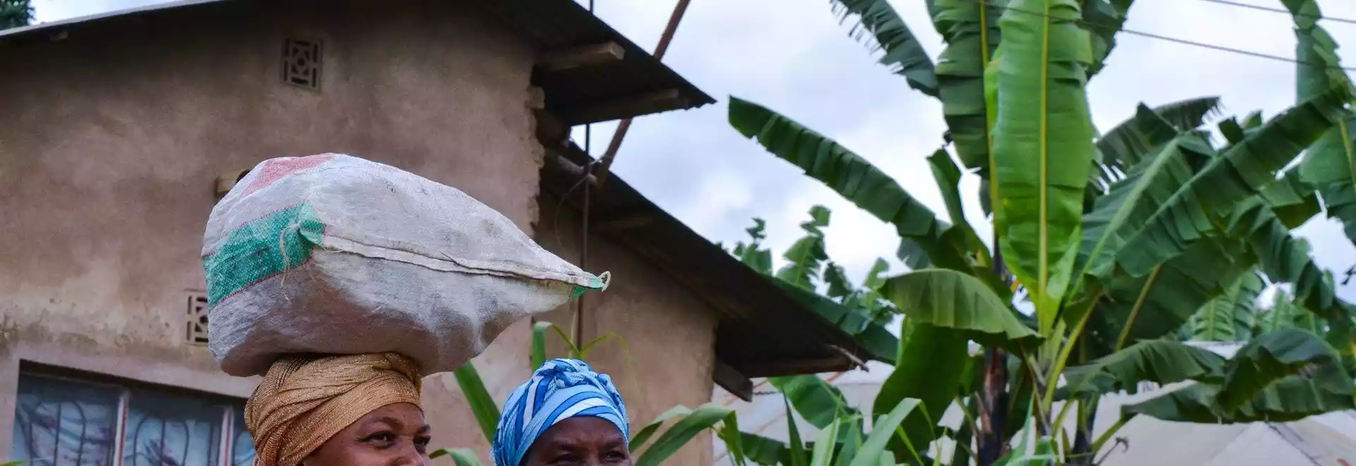 two african women carrying wheat